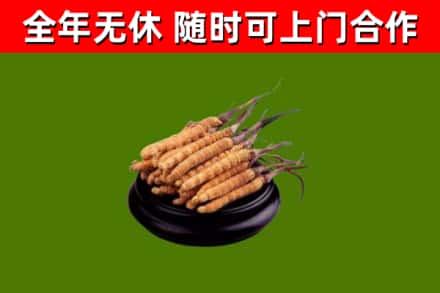 嫩江烟酒回收冬虫夏草.jpg